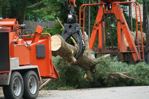 Best Lawn Watering Services  in Ridgway, CO